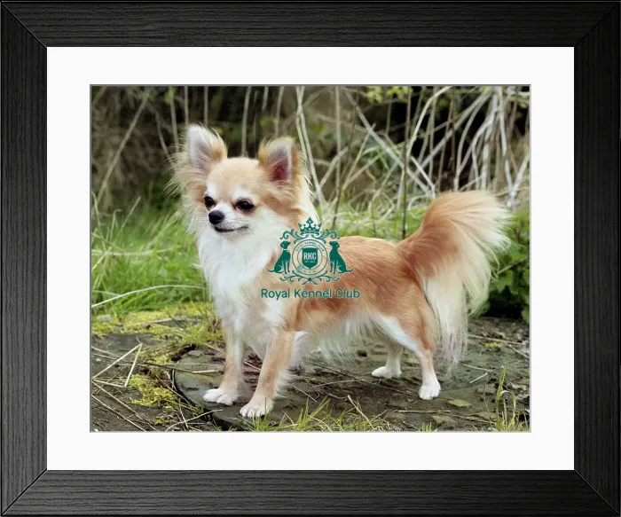 Framed Print : Chihuahua (Long Coat) Framed Print : Chihuahua (Long Coat)