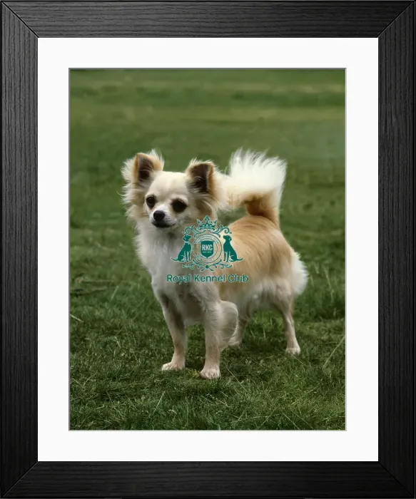 Framed Print : Chihuahua (Long Coat)