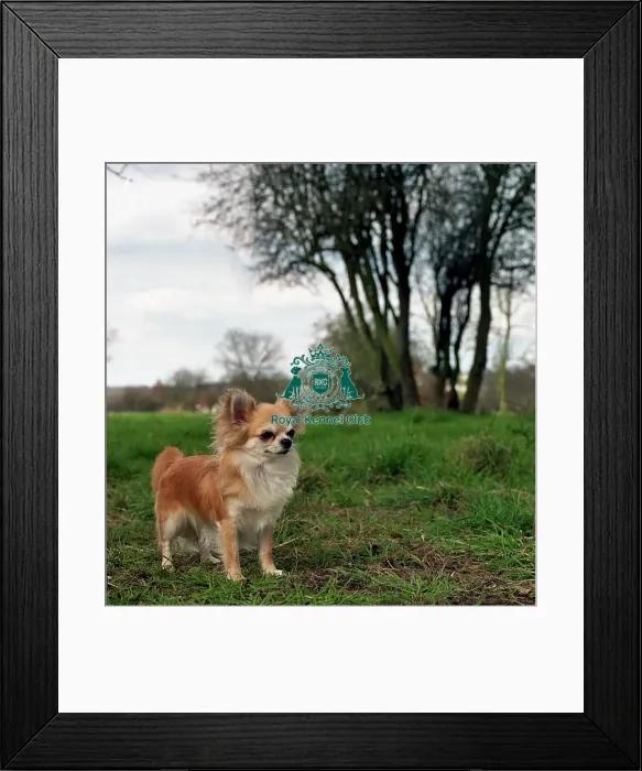 Framed Print : Chihuahua (Long Coat)
