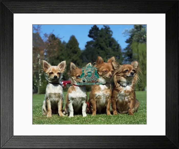 Framed Print : Chihuahuas (Long Coat) Framed Print : Chihuahuas (Long Coat)