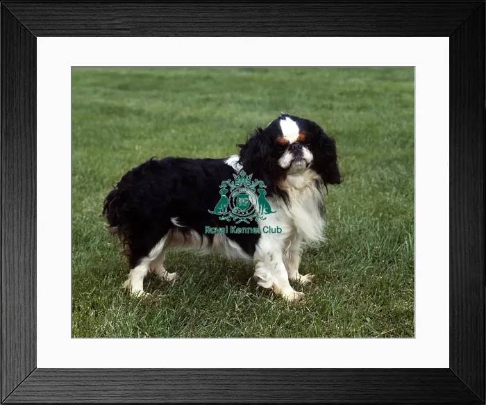 Framed Print : King Charles Spaniel Framed Print : King Charles Spaniel