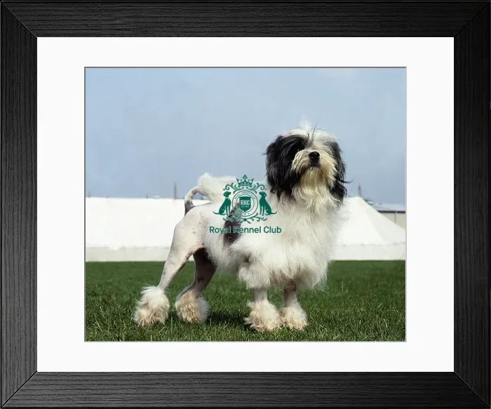 Framed Print : Lowchen (Little Lion Dog) Framed Print : Lowchen (Little Lion Dog)