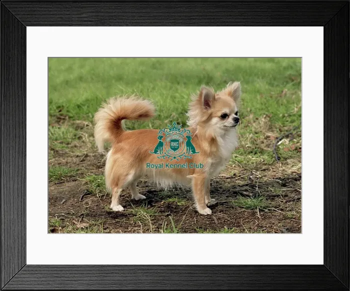 Framed Print : Chihuahua (Long Coat)