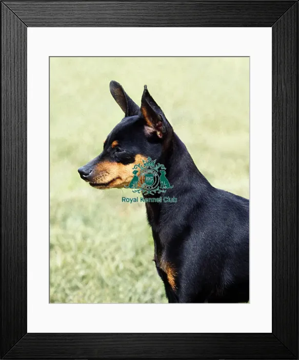 Framed Print : Miniature Pinscher Framed Print : Miniature Pinscher