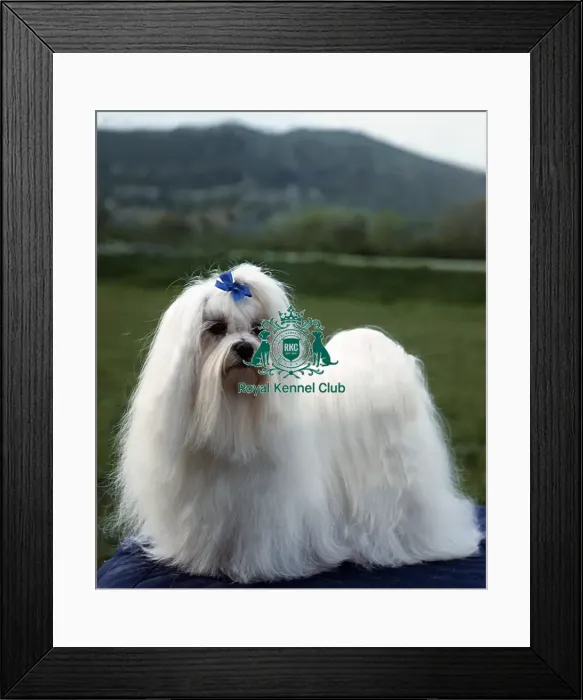 Framed Print : Maltese Framed Print : Maltese