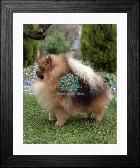 Framed Print : Pomeranian Framed Print : Pomeranian