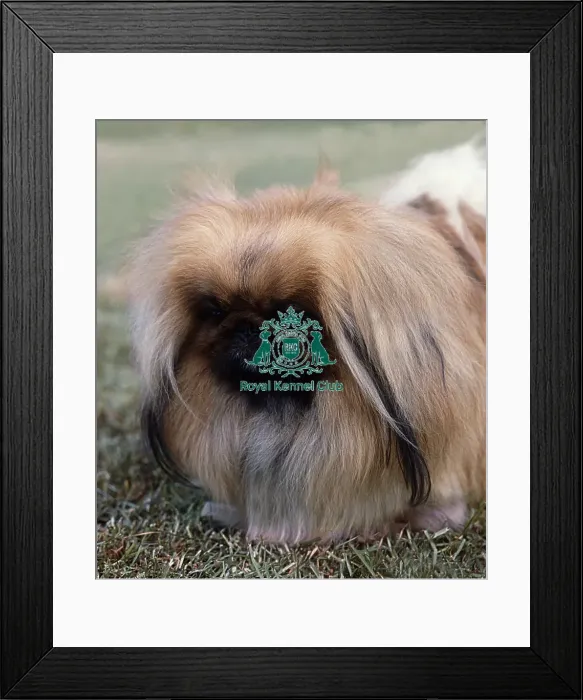 Framed Print : Pekingese Framed Print : Pekingese