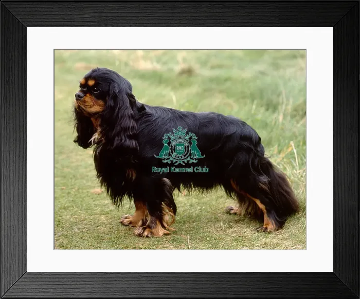 Framed Print : Cavalier King Charles Spaniel Framed Print : Cavalier King Charles Spaniel