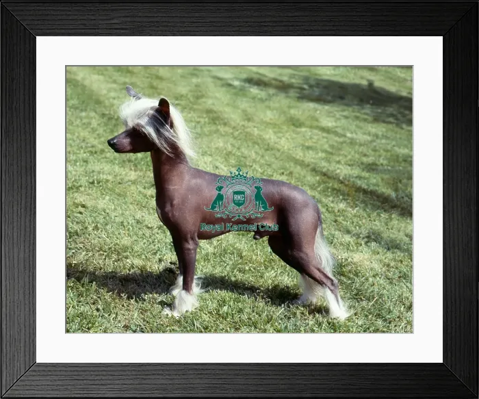 Framed Print : Chinese Crested Framed Print : Chinese Crested