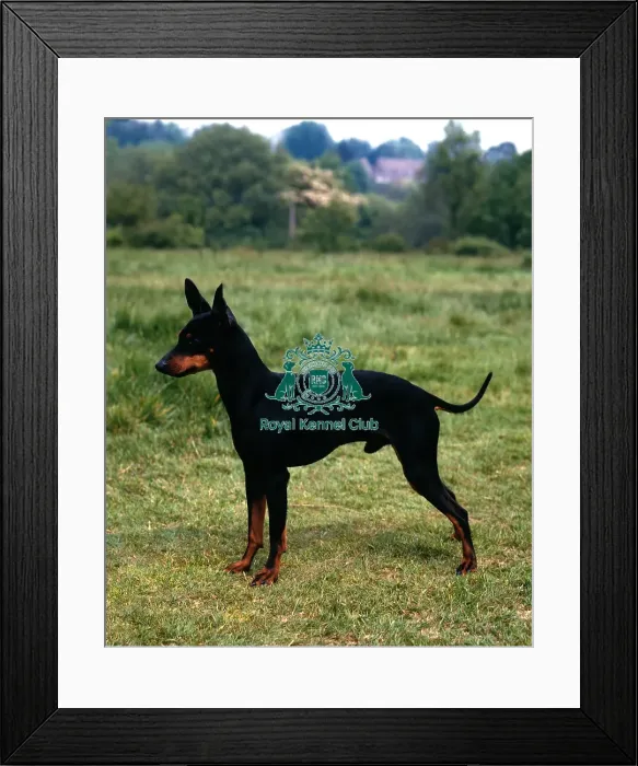 Framed Print : English Toy Terrier Framed Print : English Toy Terrier