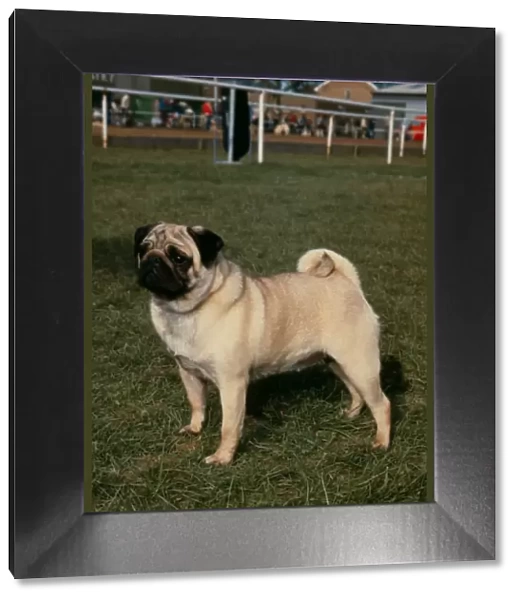 Pug. Note - There is increased concern among dog welfare organisations