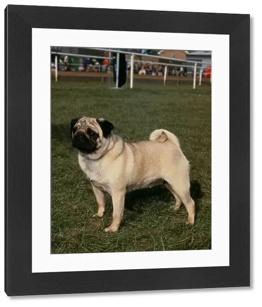Pug. Note - There is increased concern among dog welfare organisations