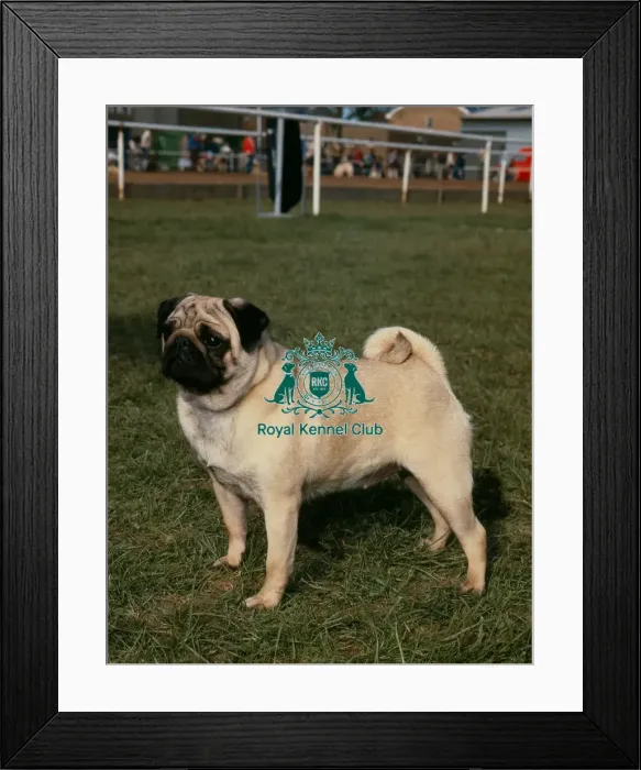 Framed Print : Pug. Note - There is increased concern among dog welfare organisations Framed Print : Pug. Note - There is increased concern among dog welfare organisations