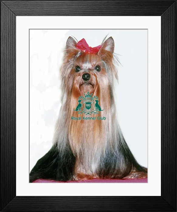 Framed Print : Yorkshire Terrier Framed Print : Yorkshire Terrier