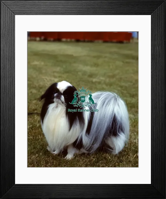 Framed Print : Japanese Chin Framed Print : Japanese Chin