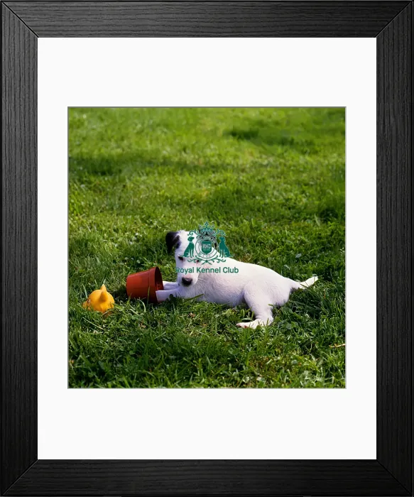 Framed Print : Fox Terrier (Smooth) puppy Framed Print : Fox Terrier (Smooth) puppy