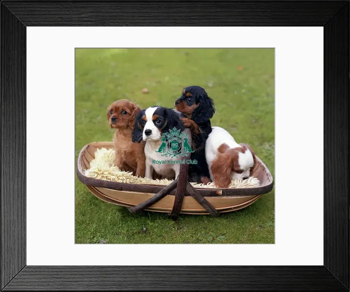 Framed Print : Cavalier King Charles Spaniel puppies