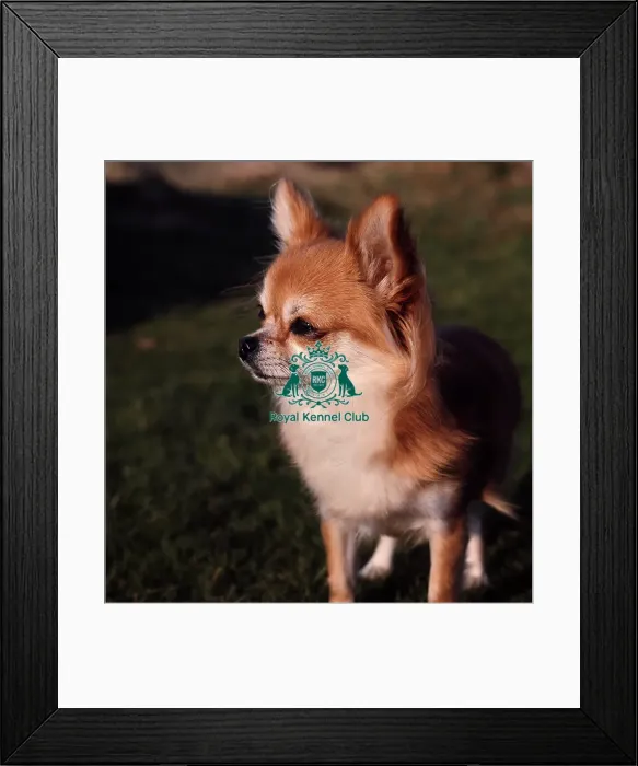 Framed Print : Chihuahua (Long Coat) Framed Print : Chihuahua (Long Coat)