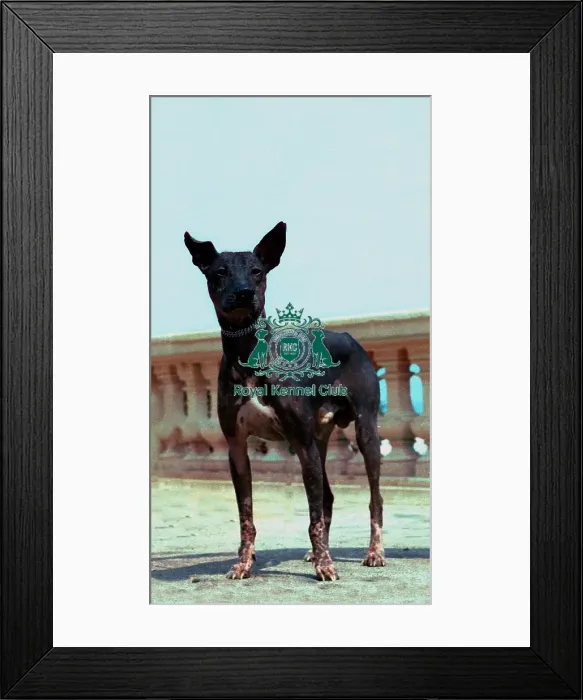 Framed Print : Mexican Hairless Framed Print : Mexican Hairless