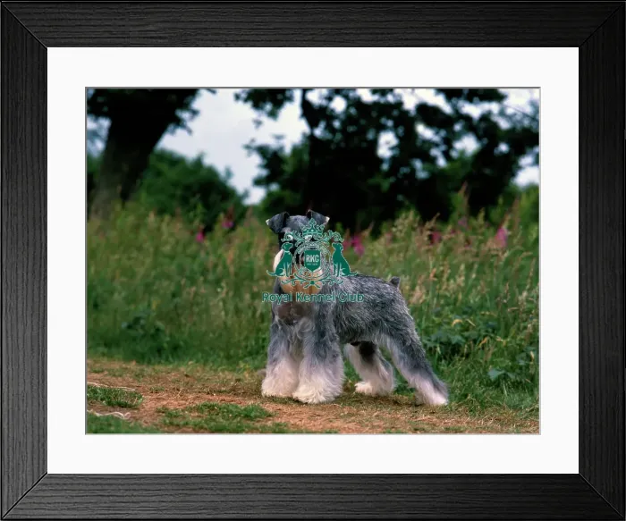 Framed Print : Schnauzer-Mini