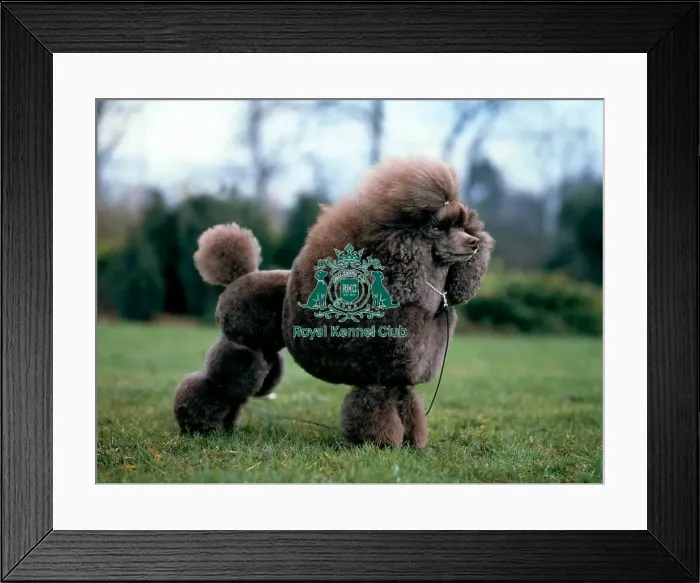 Framed Print : Poodle-Toy