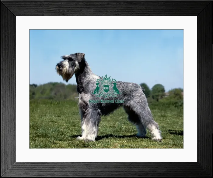 Framed Print : Schnauzer-Standard Framed Print : Schnauzer-Standard