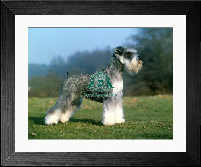 Framed Print : Schnauzer-Mini Framed Print : Schnauzer-Mini