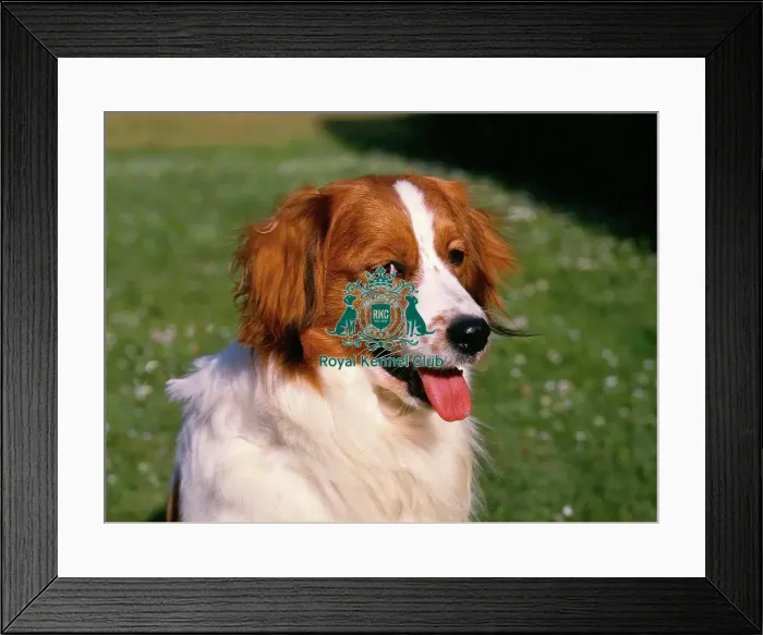 Framed Print : Kooikerhondje (Noncc)
