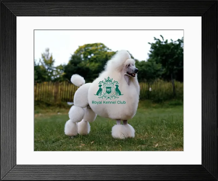 Framed Print : Poodle-Standard Framed Print : Poodle-Standard