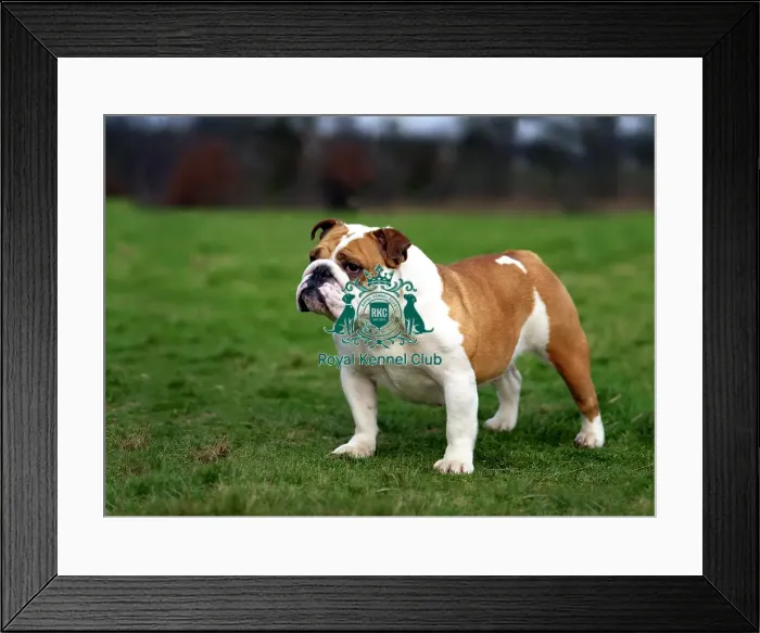Framed Print : Bulldog Framed Print : Bulldog