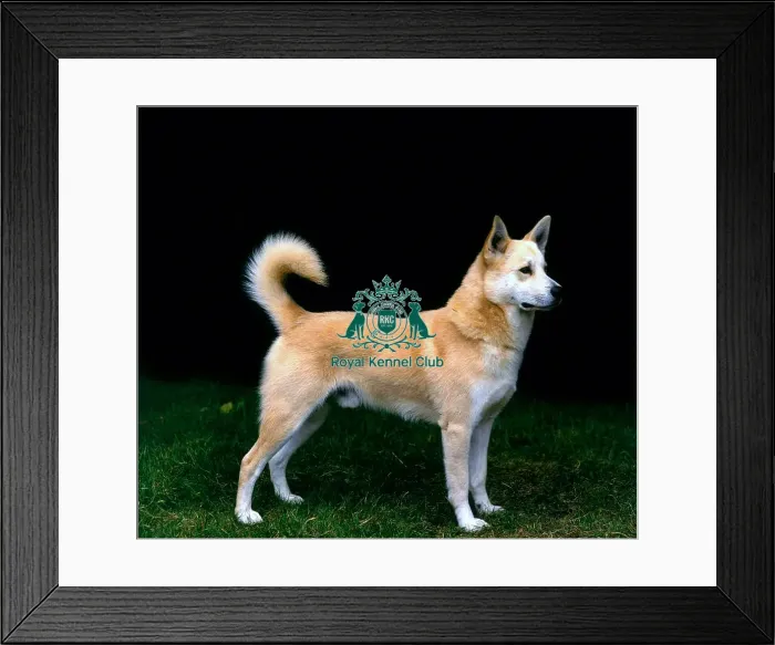 Framed Print : Canaan Dog Framed Print : Canaan Dog