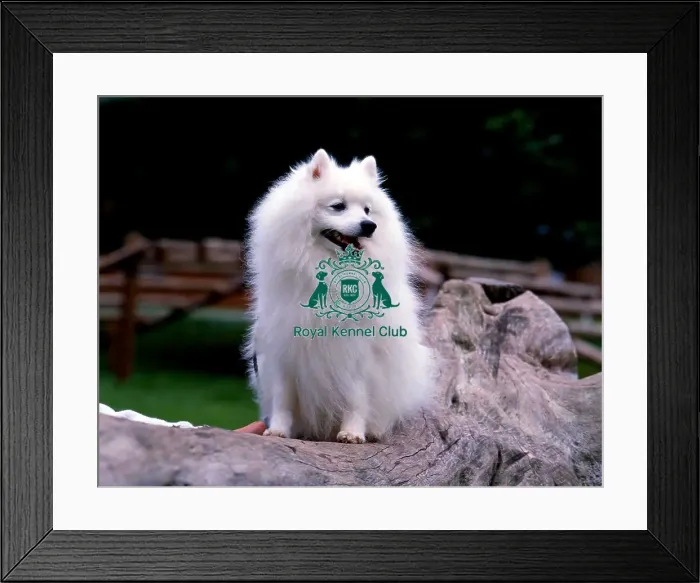 Framed Print : Japanese Spitz