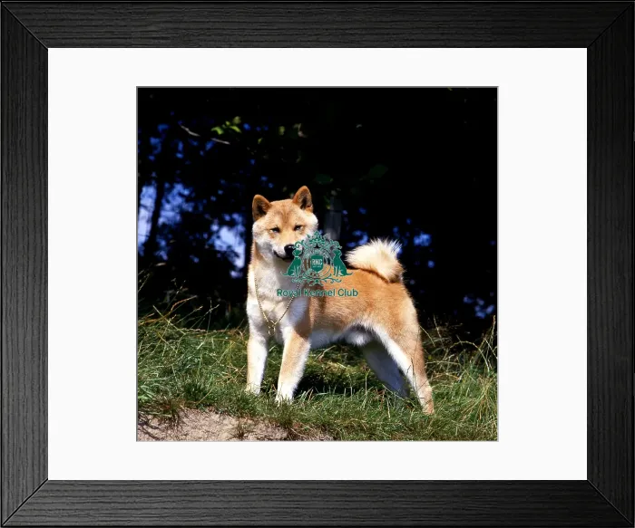 Framed Print : Japanese Shiba Inu Framed Print : Japanese Shiba Inu