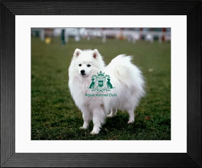 Framed Print : Japanese Spitz Framed Print : Japanese Spitz