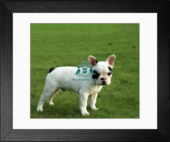 Framed Print : French Bulldog Puppy Framed Print : French Bulldog Puppy