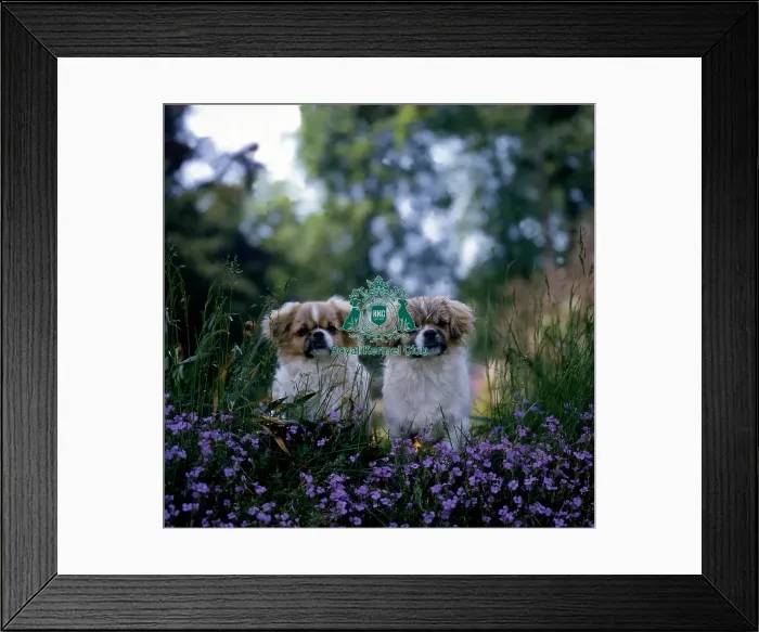Framed Print : Tibetan Spaniel Puppies Framed Print : Tibetan Spaniel Puppies
