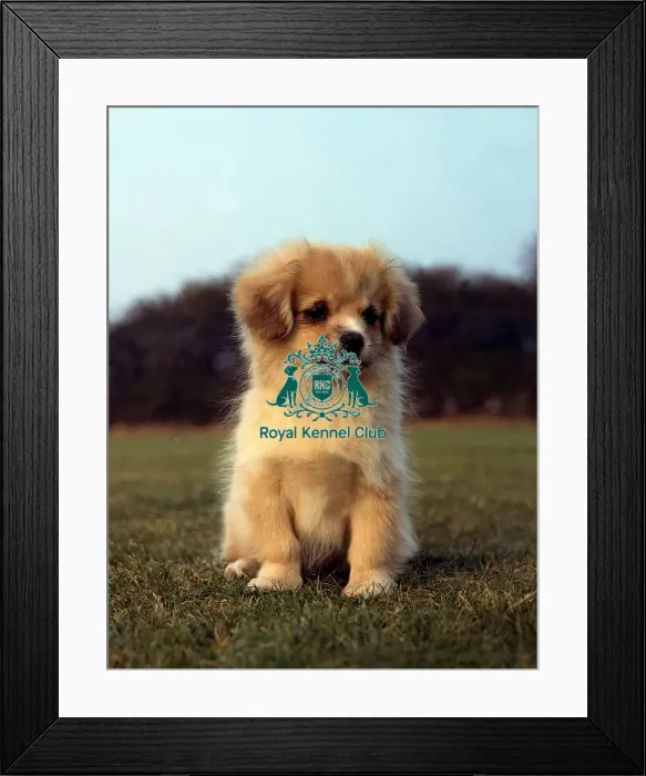 Framed Print : Tibetan Spaniel puppy Framed Print : Tibetan Spaniel puppy