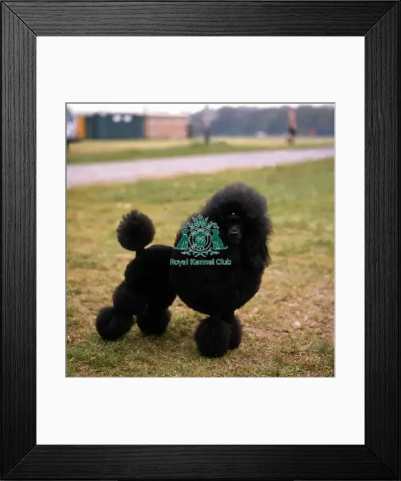 Framed Print : Poodle-Miniature Framed Print : Poodle-Miniature
