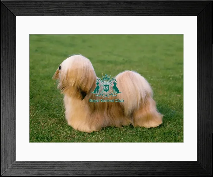 Framed Print : Lhasa Apso Framed Print : Lhasa Apso