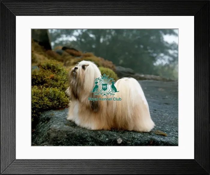 Framed Print : Lhasa Apso Framed Print : Lhasa Apso