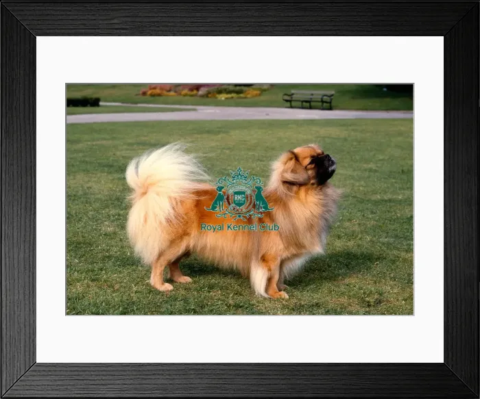 Framed Print : Tibetan Spaniel Framed Print : Tibetan Spaniel