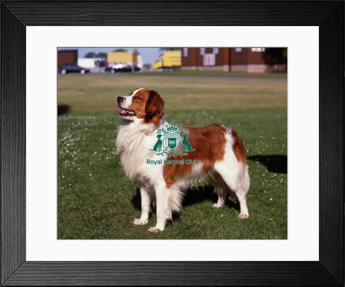 Framed Print : Kooikerhondje Framed Print : Kooikerhondje