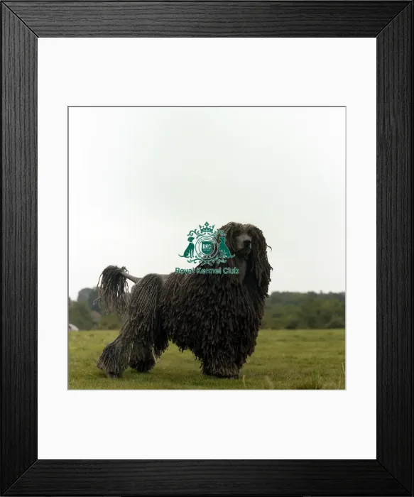 Framed Print : Poodle-Standard Framed Print : Poodle-Standard