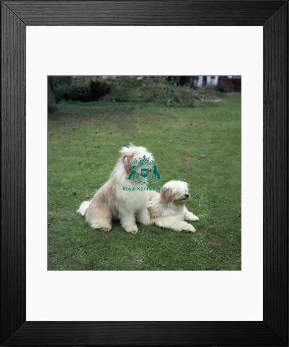 Framed Print : Tibetan Terrier Framed Print : Tibetan Terrier