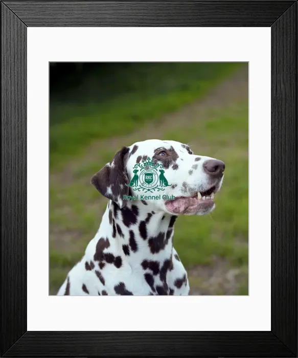 Framed Print : Dalmatian