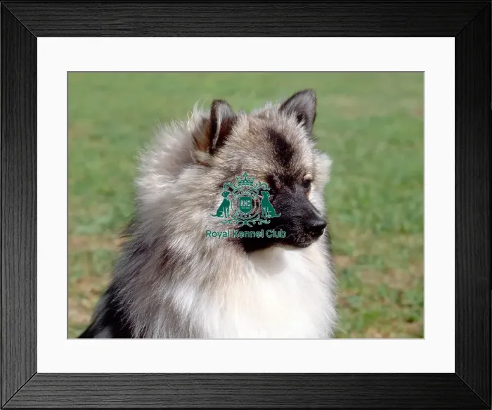 Framed Print : German Spitz-Klein Framed Print : German Spitz-Klein
