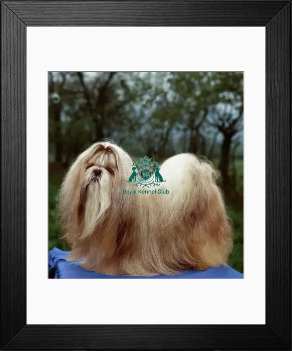 Framed Print : Shih Tzu Framed Print : Shih Tzu