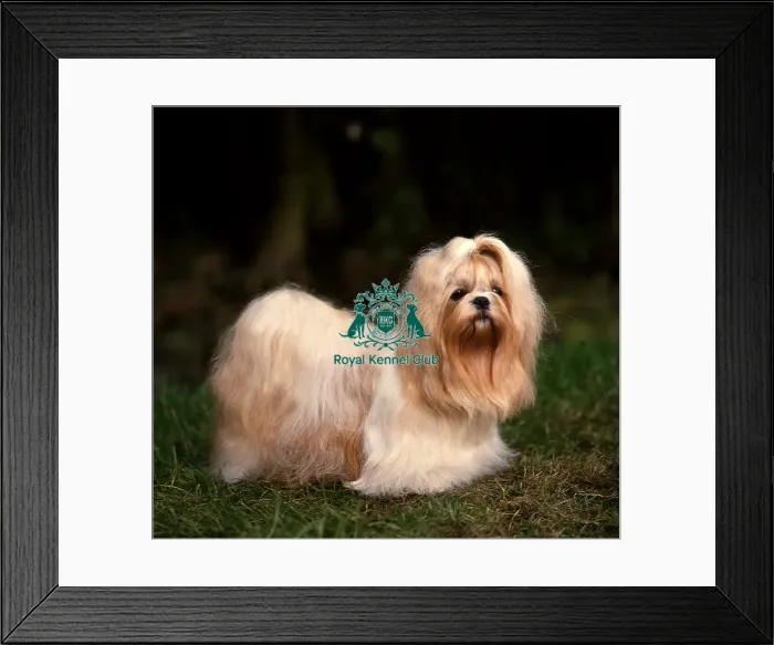 Framed Print : Shih Tzu Framed Print : Shih Tzu
