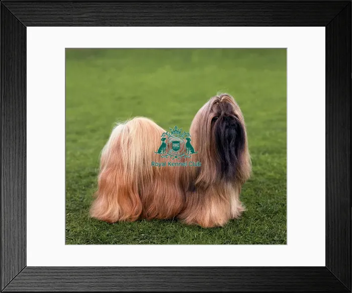 Framed Print : Shih Tzu Framed Print : Shih Tzu