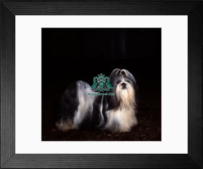 Framed Print : SHIH TZU Framed Print : SHIH TZU
